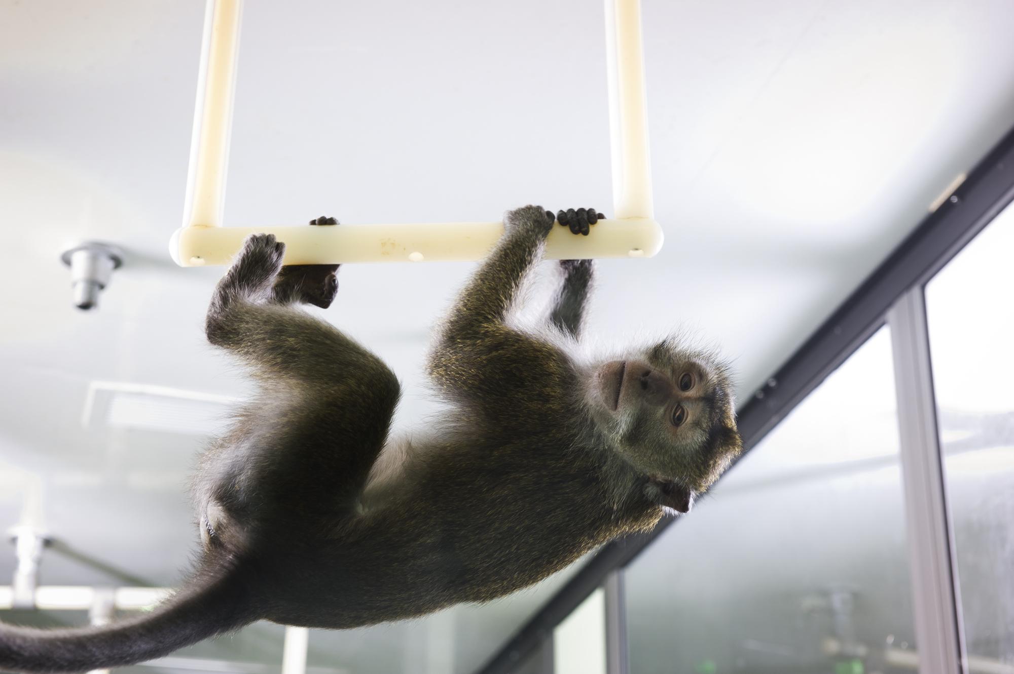 Behavior Enrichment Macaques 洋書 Enrichment | Macaques